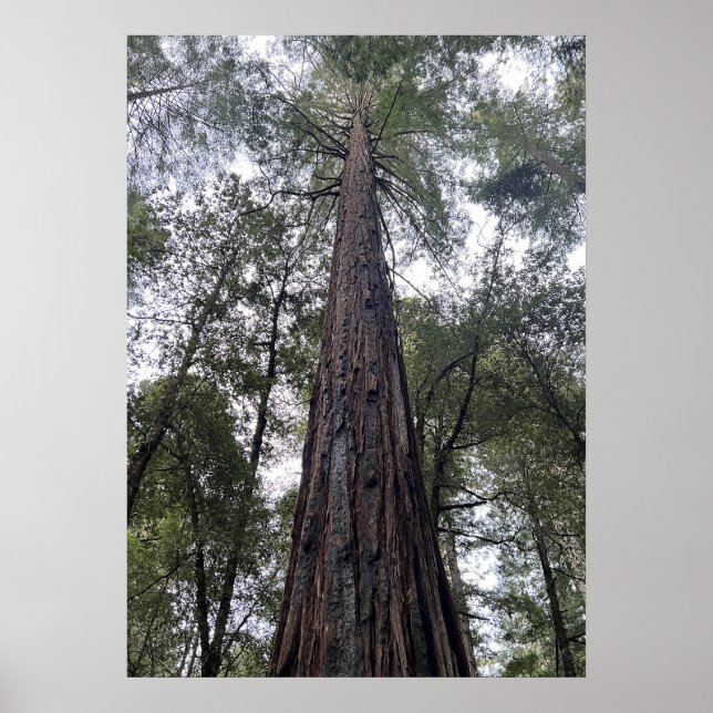 Sequoie Poster (Vorne)