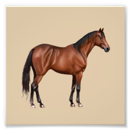 Serafina - braunes Pferd, stehend - Fotodruck