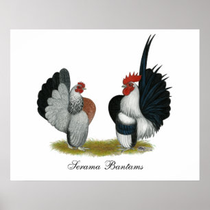 Serama Bantams Poster