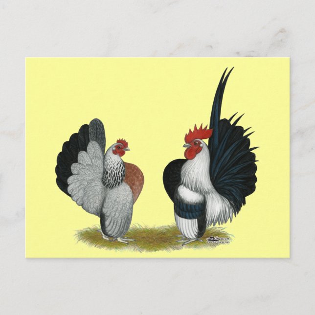 Serama Bantams Postkarte (Vorderseite)