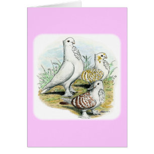 Seraphim Pigeons