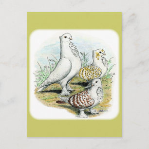 Seraphim Pigeons Postkarte