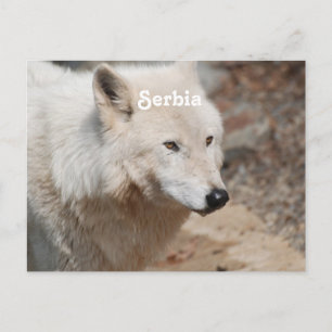 Serbischer Wolf Postkarte
