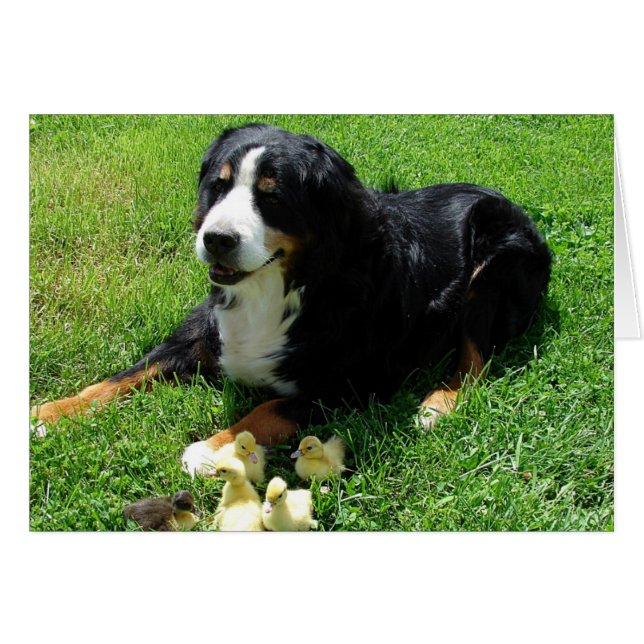 Serena und die Ducklings Jedes Anlasses Card (Vorderseite (Horizontal))