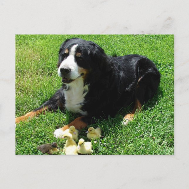 Serena und die Ducklings Postkarte (Vorderseite)