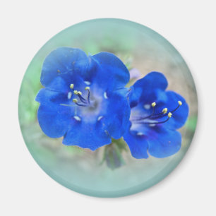 Serenade in Blue Magnet
