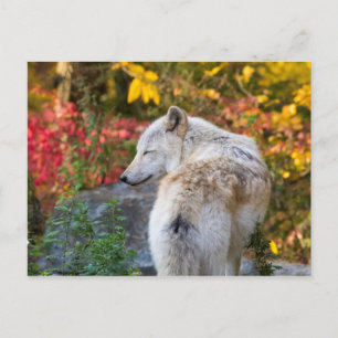 Serene Autumn Wolf Postkarte