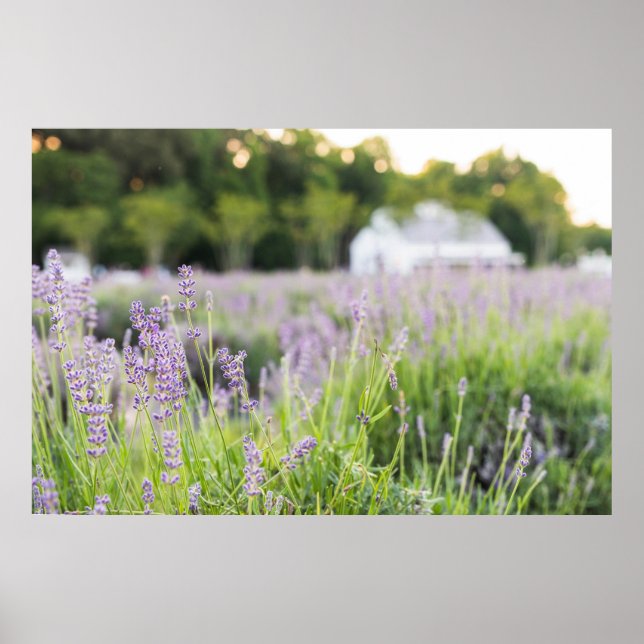 Serene Lavender Field Poster (Vorne)