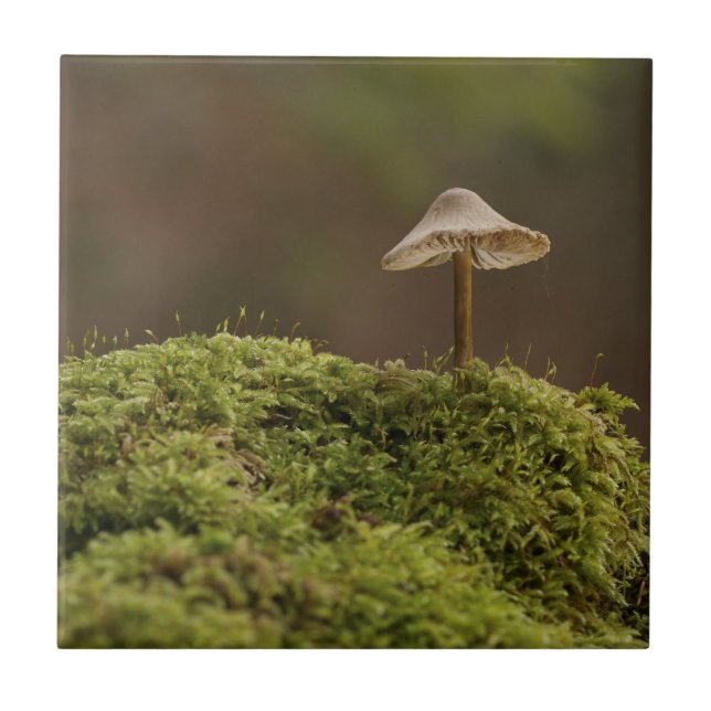 Serene Mushroom in Mossy Forest Art Print Fliese (Vorderseite)