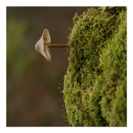 Serene Mushroom in Mossy Forest Art Print Poster