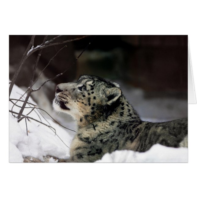 Serene Snow Leopard (Vorderseite (Horizontal))