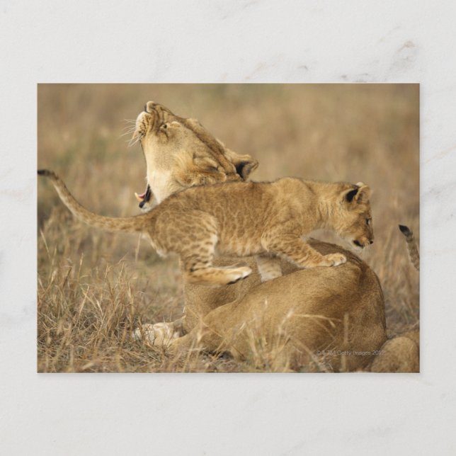 Serengeti-Nationalpark, Tansania Postkarte (Vorderseite)