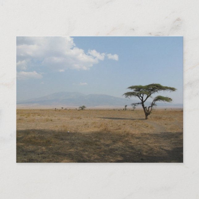 Serengeti Plains Postkarte (Vorderseite)