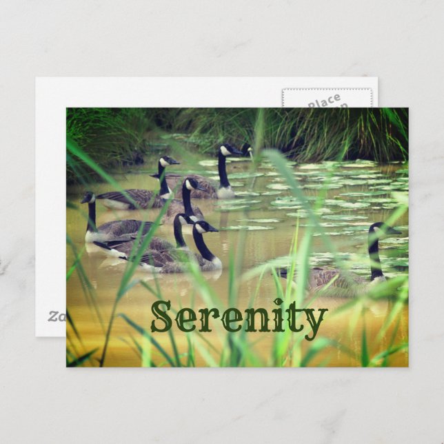 Serenity Canada Gese Inspiration Postkarte (Vorne/Hinten)