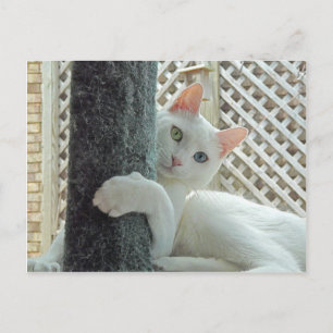 Serenity Hug Postcard Postkarte