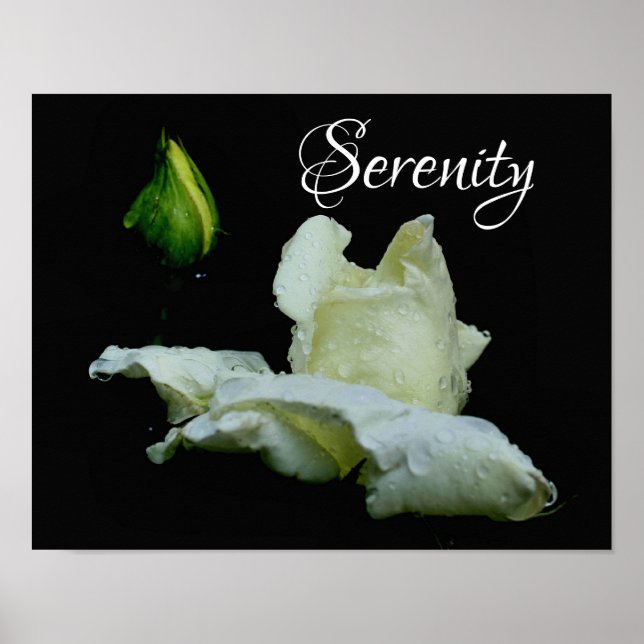 Serenity White Rosenknospe Inspirational Words Poster (Vorne)