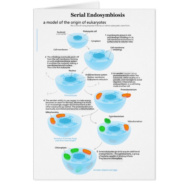 Serielle Endosymbiose Theoretische Mitochondrien P (Vorne)