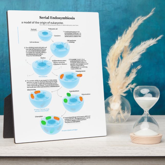 Serielle Endosymbiose Theoretische Mitochondrien P Fotoplatte (Seite)
