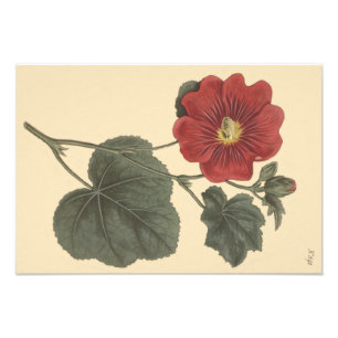 Seringapatam Hollyhock Botanische Illustration Fotodruck