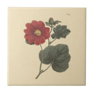 Seringapatam Stockrose Botanische Illustration Fliese
