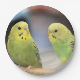 Seriöse Keets Pappteller