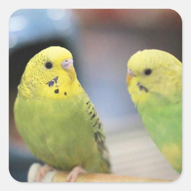 Seriöse Keets Quadratischer Aufkleber (Vorderseite)