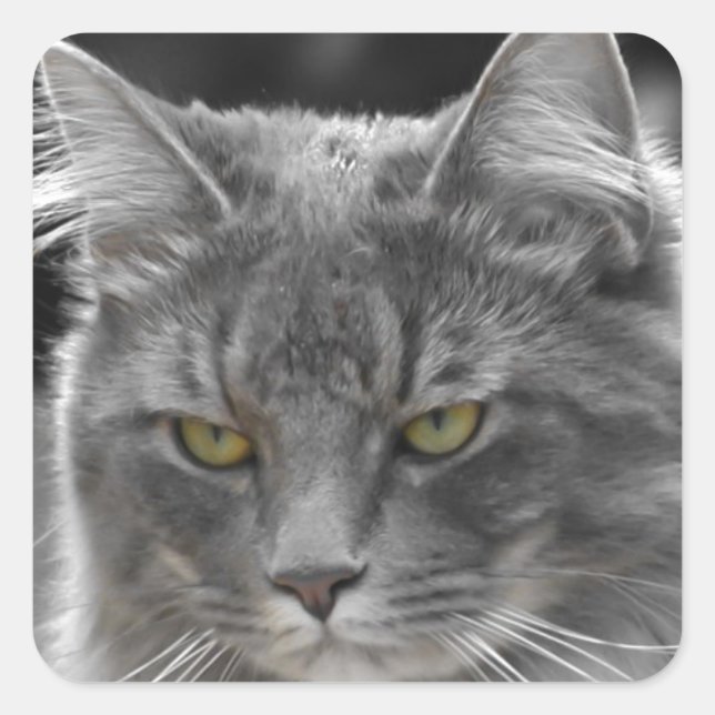 Serious Buster Quadratischer Aufkleber (Vorderseite)