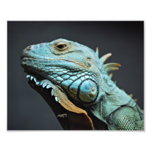 Serious Iguana Portrait Fotodruck