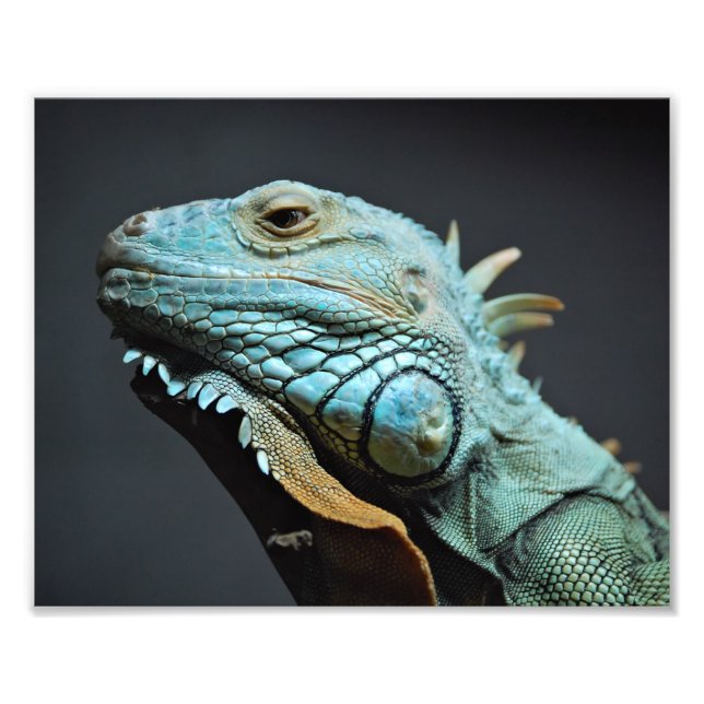 Serious Iguana Portrait Fotodruck (Vorne)