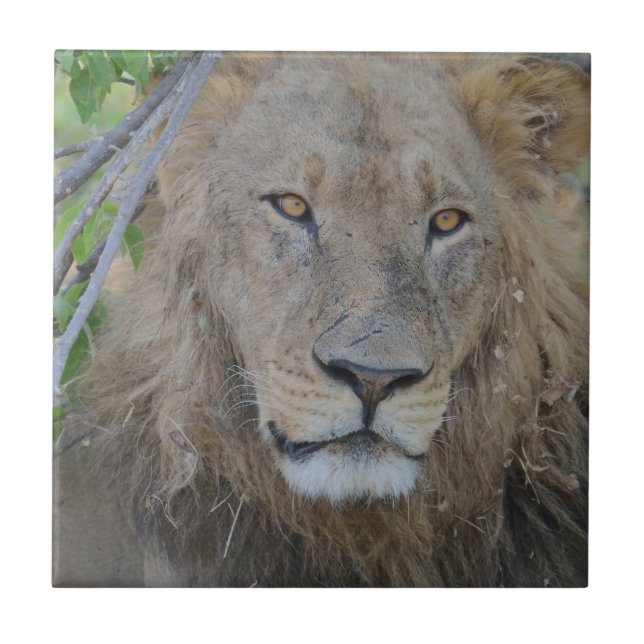 Serious Lion Stare Fliese (Vorderseite)