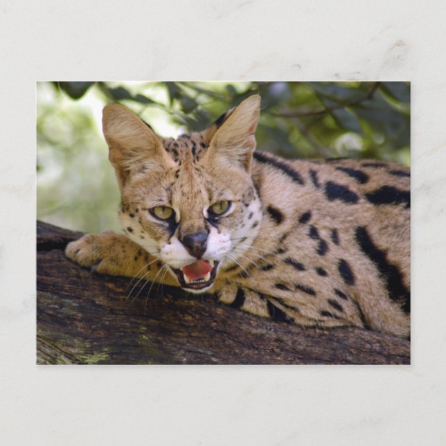 Serval 013 postkarte (Vorderseite)
