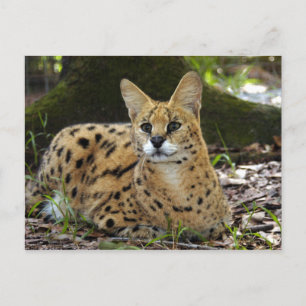 serval 015 postkarte