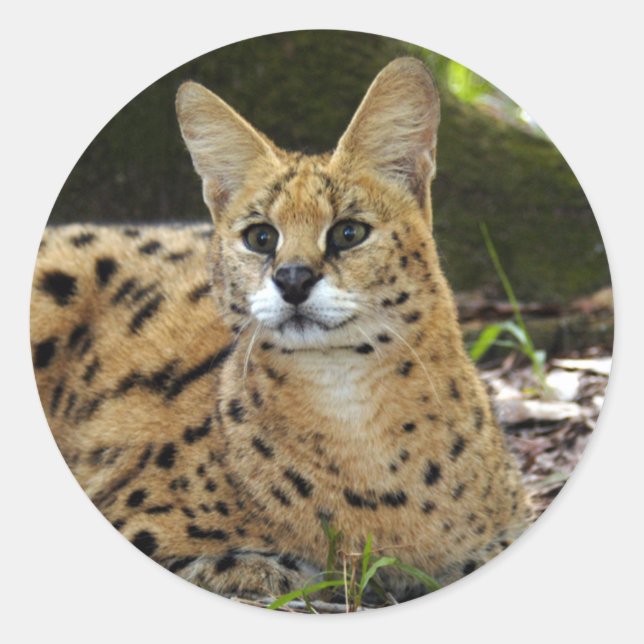 serval 015 runder aufkleber (Vorderseite)