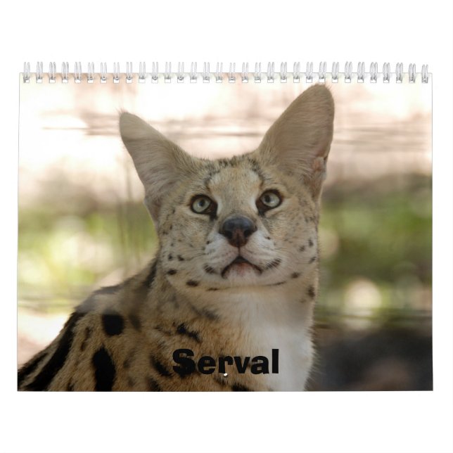Serval 017, Serval Kalender (Titelbild)