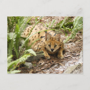 serval 019 postkarte