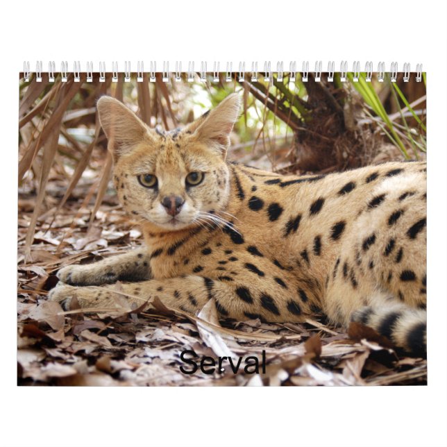 Serval 025, Serval Kalender (Titelbild)