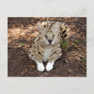 serval 028 postkarte