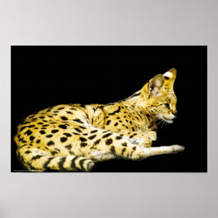 Serval Druck Poster