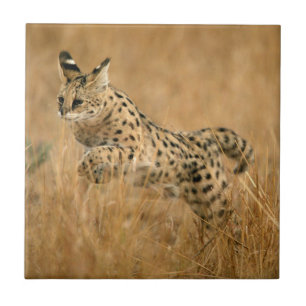 Serval Fliese