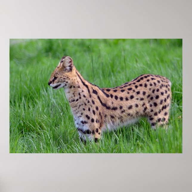 Serval im Gras Poster (Vorne)