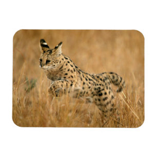 Serval (Leptailurus Serval) beim Springen Magnet