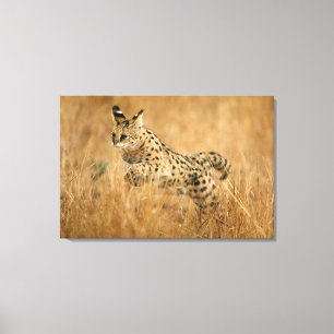 Serval (Leptailurus Serval) springend Leinwanddruck