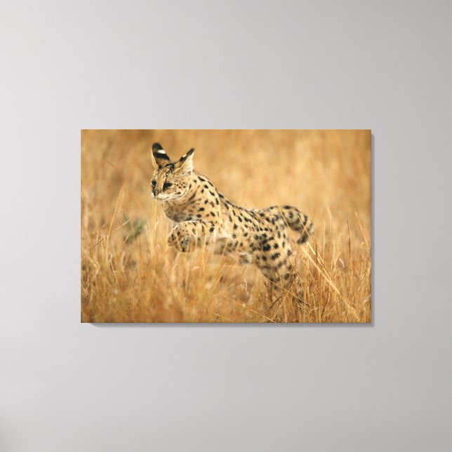 Serval (Leptailurus Serval) springend Leinwanddruck (Vorderseite)