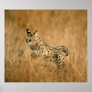 Serval (Leptailurus Serval) springend Poster
