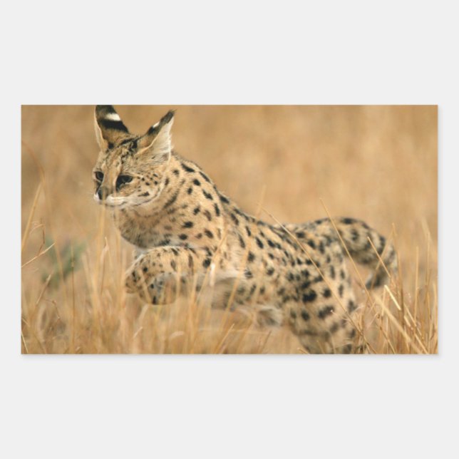 Serval (Leptailurus Serval) springend Rechteckiger Aufkleber (Vorderseite)