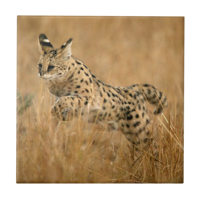 Serval (Leptailurus Serval) springt Fliese (Vorderseite)