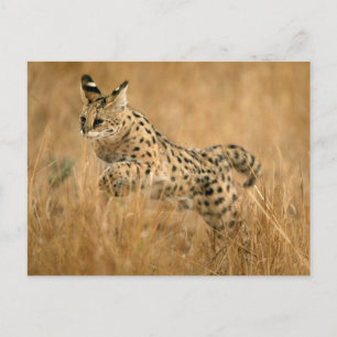 Serval (Leptailurus Serval) springt Postkarte