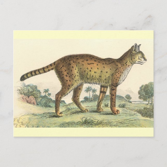 Serval Postkarte (Vorderseite)