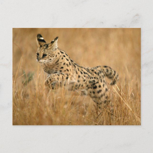 Serval Postkarte (Vorderseite)