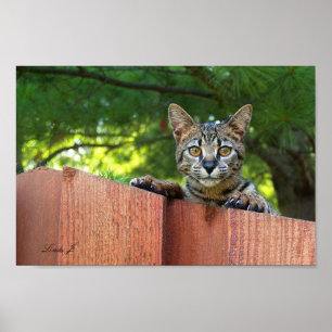 Serval Savannah Kitten USA Canvas Print Poster